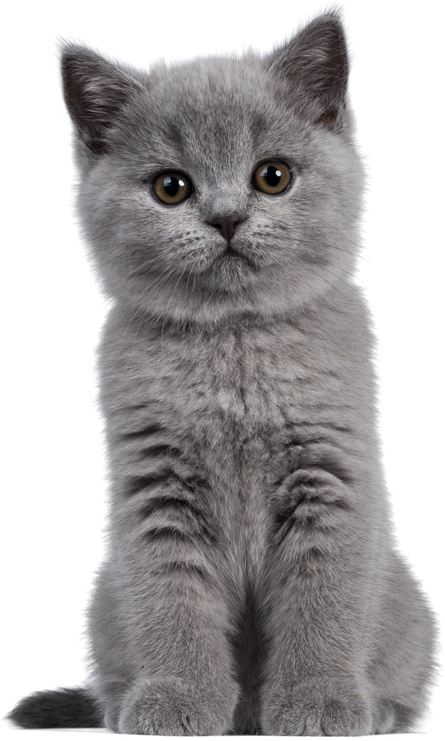 Blue British Shorthair kitten on transparent background