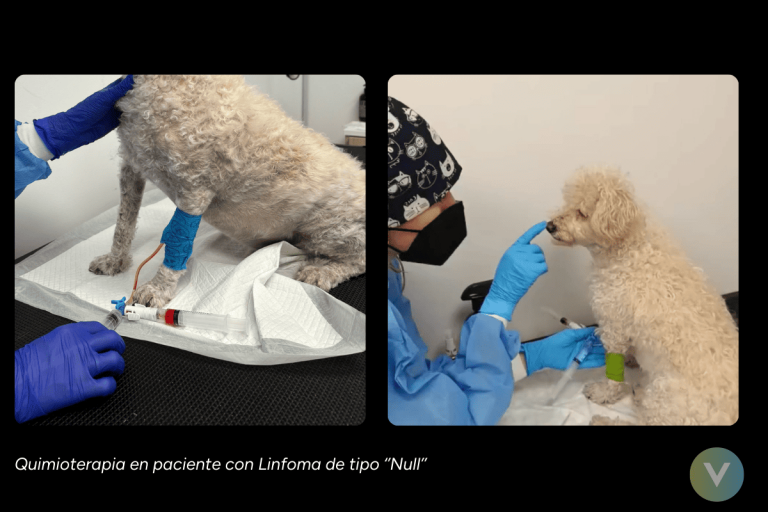 1.5.2 oncologia